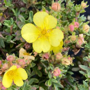 Potentilla 'Elizabeth'