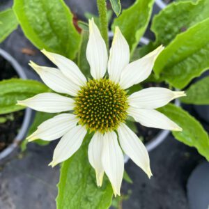Rudbeckia 'Primadonna White'