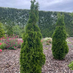Thuja 'Smaragd'