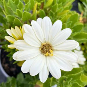 Osteospermum 'Lemon Ice'