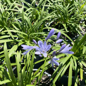 Agapanthus 'Streamline'
