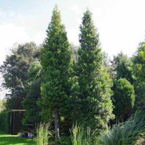 Agathis australis