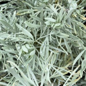 Artemesia 'Powis Castle'