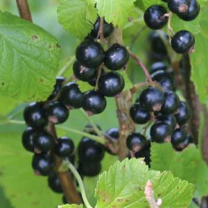 Currant 'Magnus'