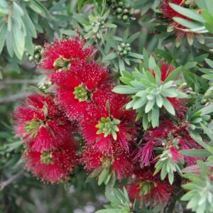 Callistemon 'Little John'