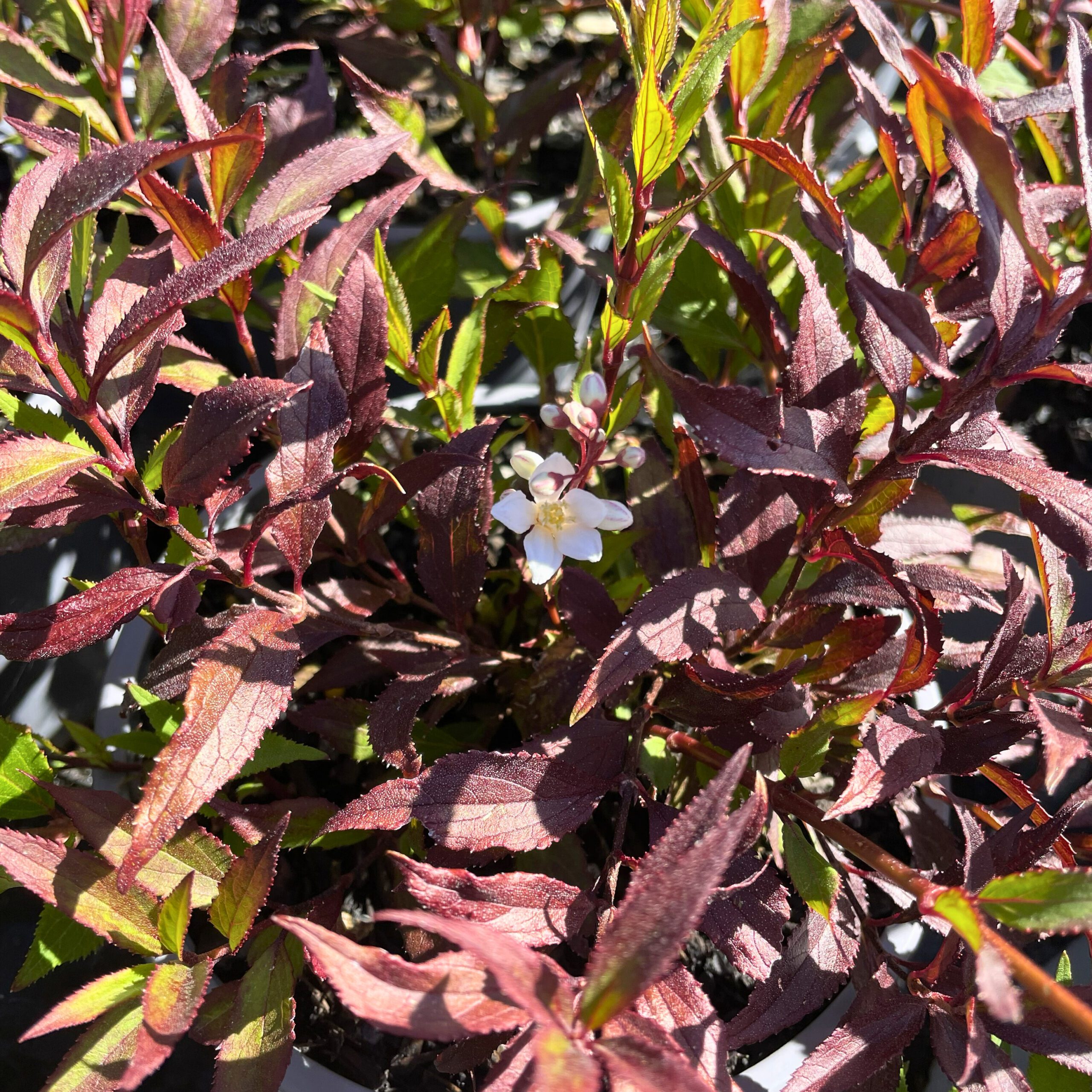 Deutzia gracilis 'Nikko'