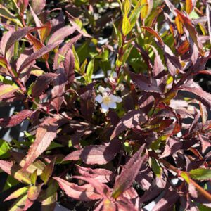 Deutzia gracilis 'Nikko'