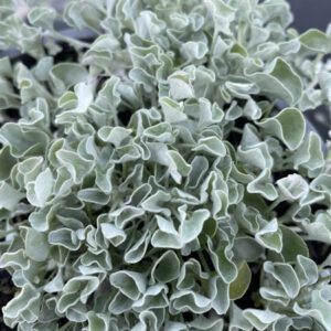 Dichondra 'Silver Falls'