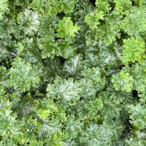 Heuchera 'Apple Crisp'