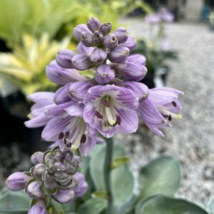 Hosta 'Mouse Ears'