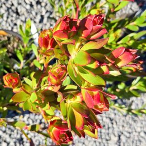 Leucadendron 'Harvest'