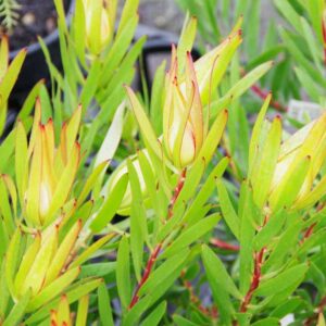 Leucadendron 'Inca Gold'
