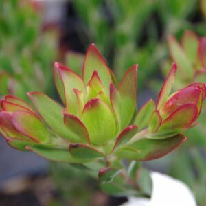 Leucadendron 'Jenny Barker'