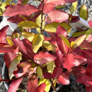 Pseudowintera 'Red Glow'