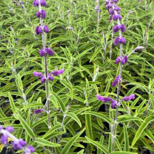 Salvia leucantha