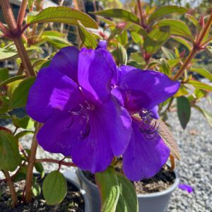 Tibouchina Edwardsii