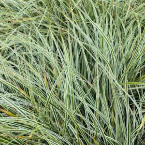 Carex 'Everest'
