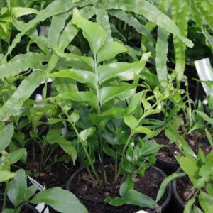 Asplenium oblongifolium