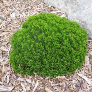 Hebe cupressoides 'Nana'