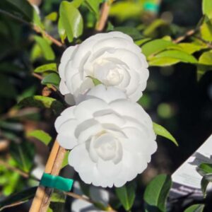 Camellia 'Early Pearly'