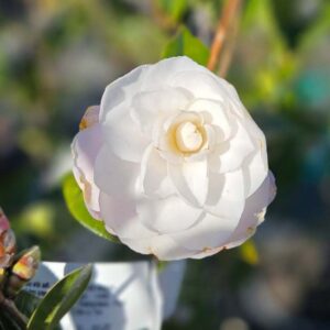 Camellia 'Softly'