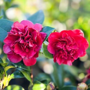 Camellia Takanini