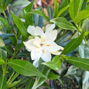 Gardenia 'Frost Proof'